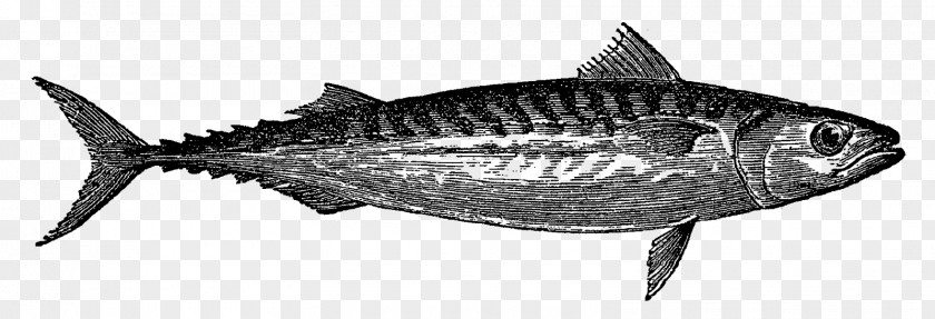 True Tunas Mackerel Sardine Oily Fish PNG