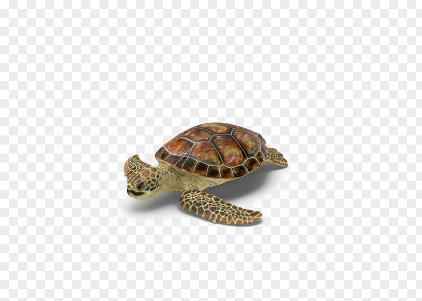 Turtle Box Turtles PNG