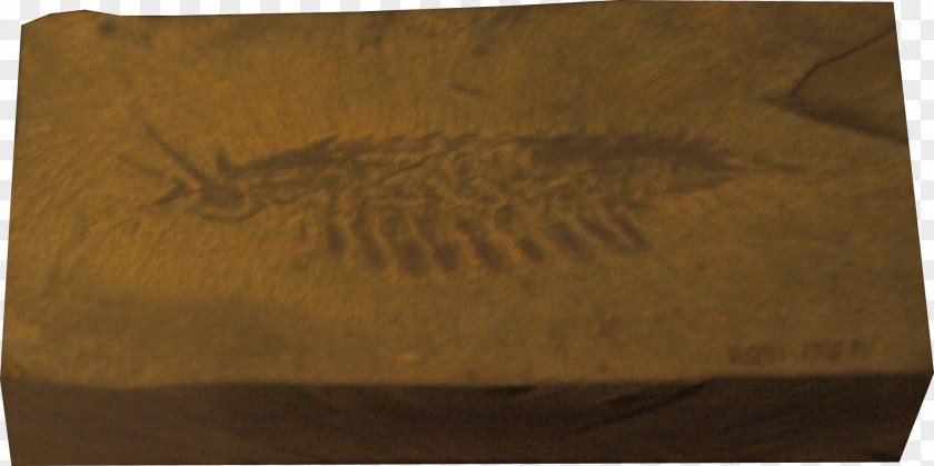 Burgess Shale Leanchoilia Cambrian Arthropod Anomalocaris PNG