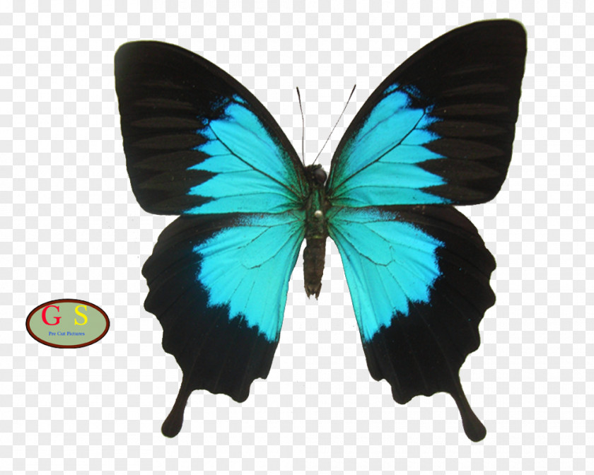 Butterfly Ulysses Rajah Brooke's Birdwing Ornithoptera Priamus PNG
