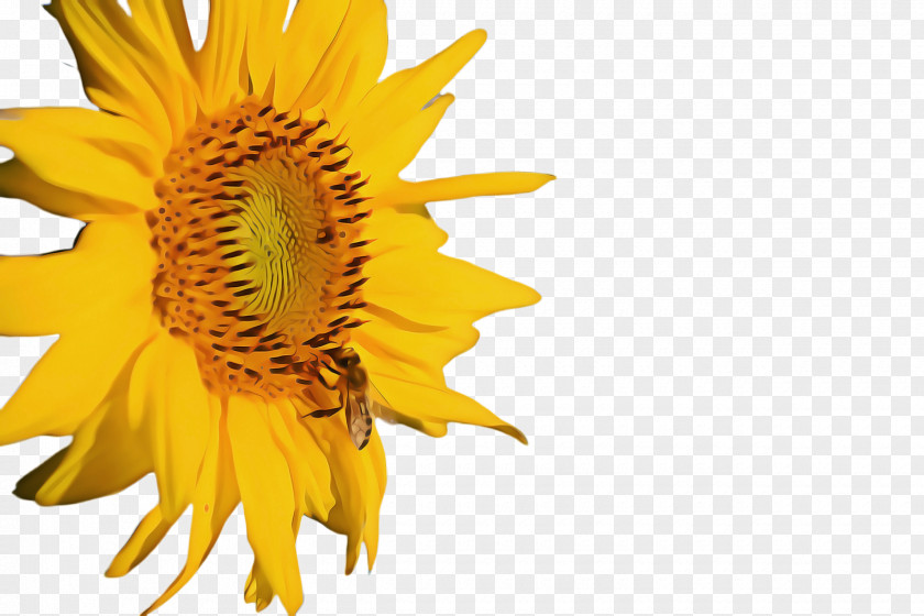 Cuisine Wildflower Sunflower Cartoon PNG