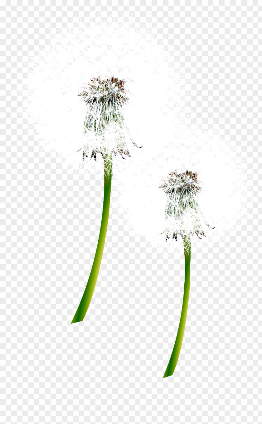 Dandelion Plant Flower Google Images PNG