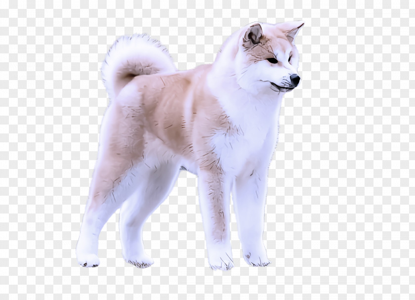 Dog Akita Inu Canaan Greenland PNG