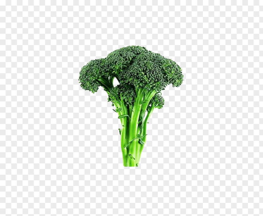 Lettuce Broccoli Cabbage Cauliflower Vegetable PNG
