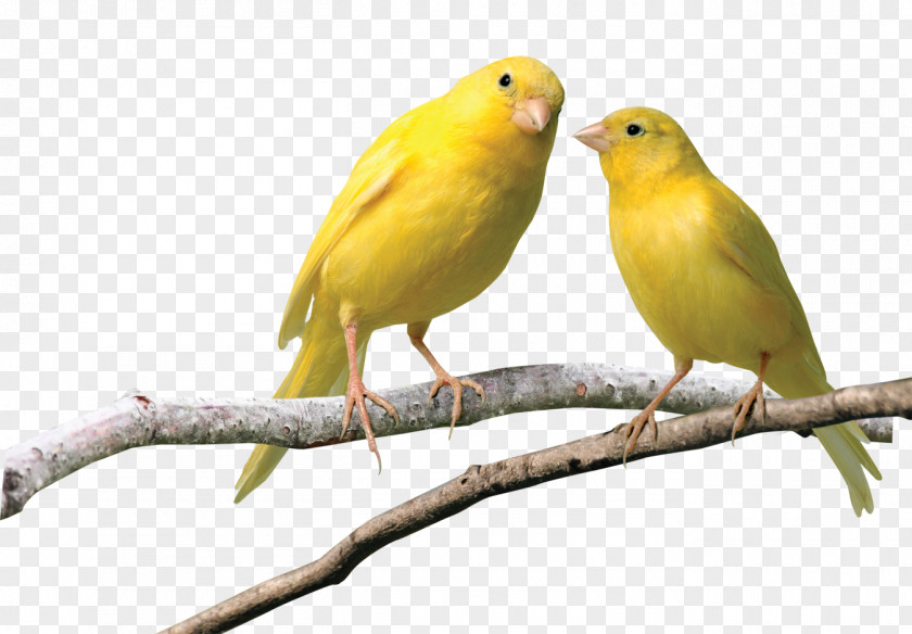 Macaw Bird Red Factor Canary European Goldfinch Norwich City F.C. PNG