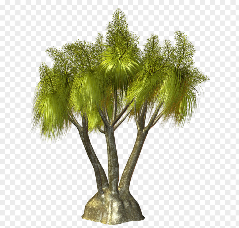 Tree Palm Trees Image Clip Art PNG