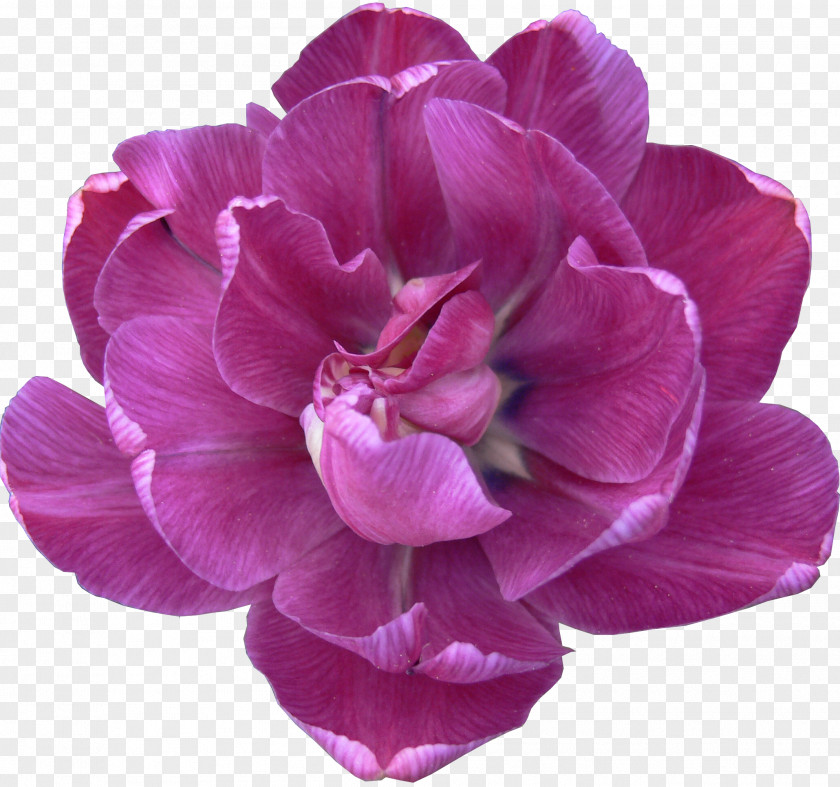 Tulip Flower Lilac Peony Violet PNG