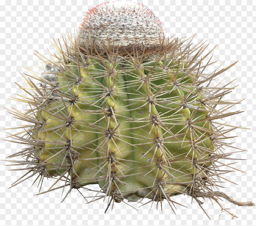 Cacti Cactaceae Thorns, Spines, And Prickles Prickly Pear 3D Computer Graphics PNG