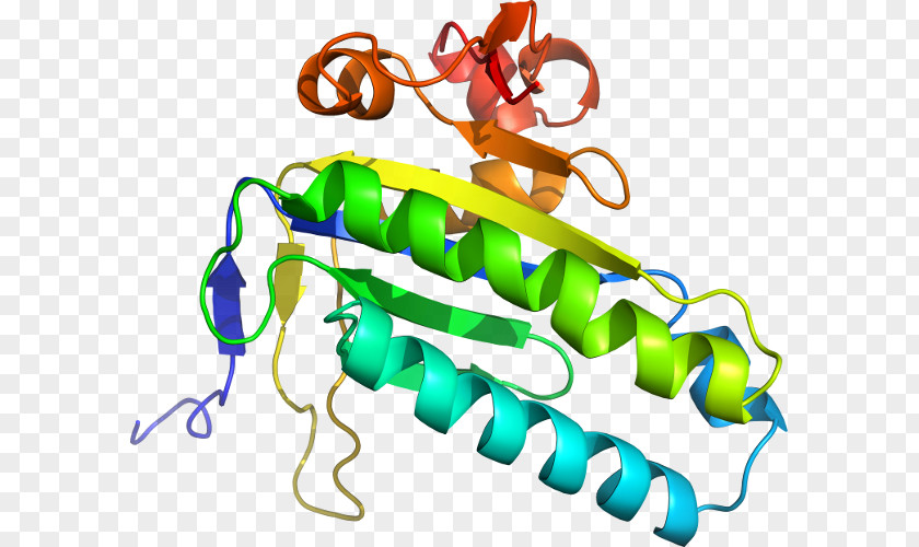 Corticotropinreleasing Hormone Receptor 1 Product Design Clip Art Organism Line PNG