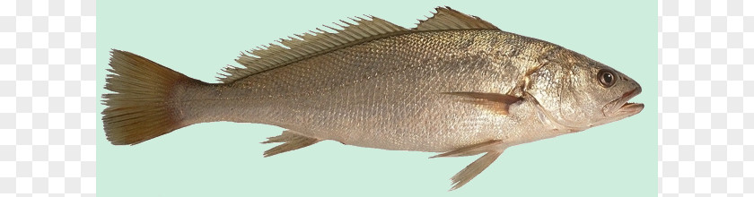Fish Tilapia Products Cod Drums PNG