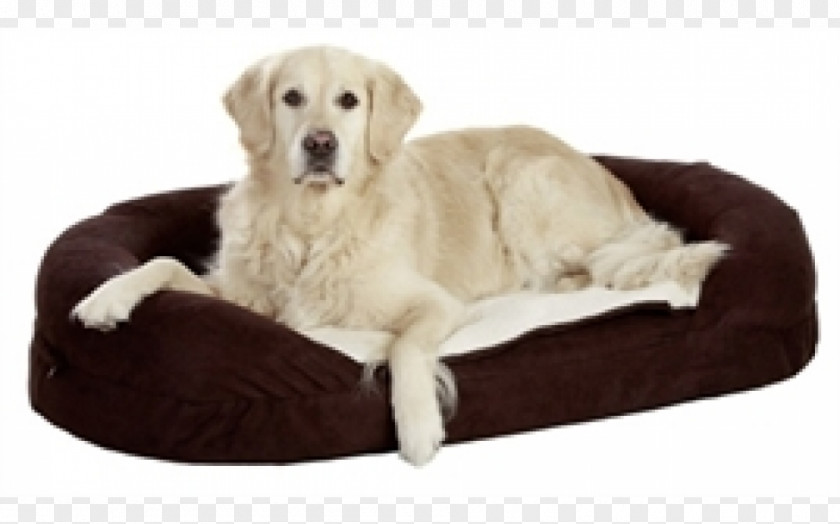 Golden Retriever Bed Dog Orthopaedics Orthopedic Mattress Oval PNG