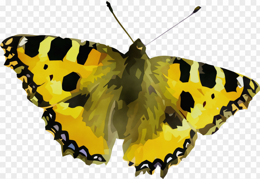 Insect Brush-footed Butterflies Clouded Yellows Small Tortoiseshell Gossamer-winged PNG