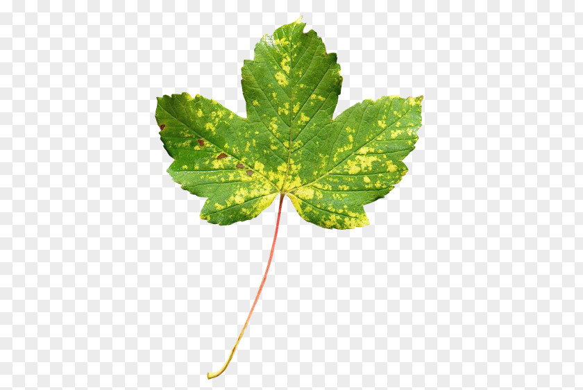 Leaf Maple Green Autumn Color PNG