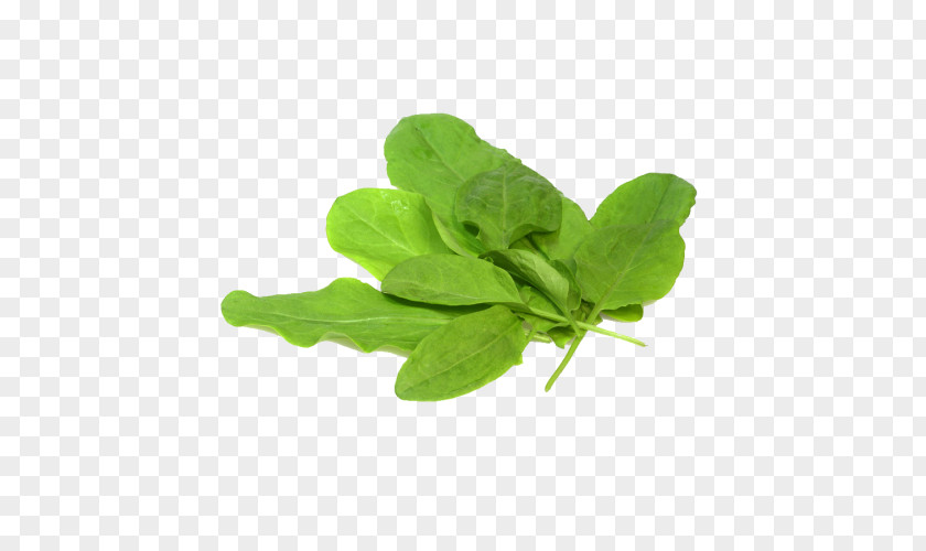 Leaf Sorrel Oregano Herb Spinach PNG