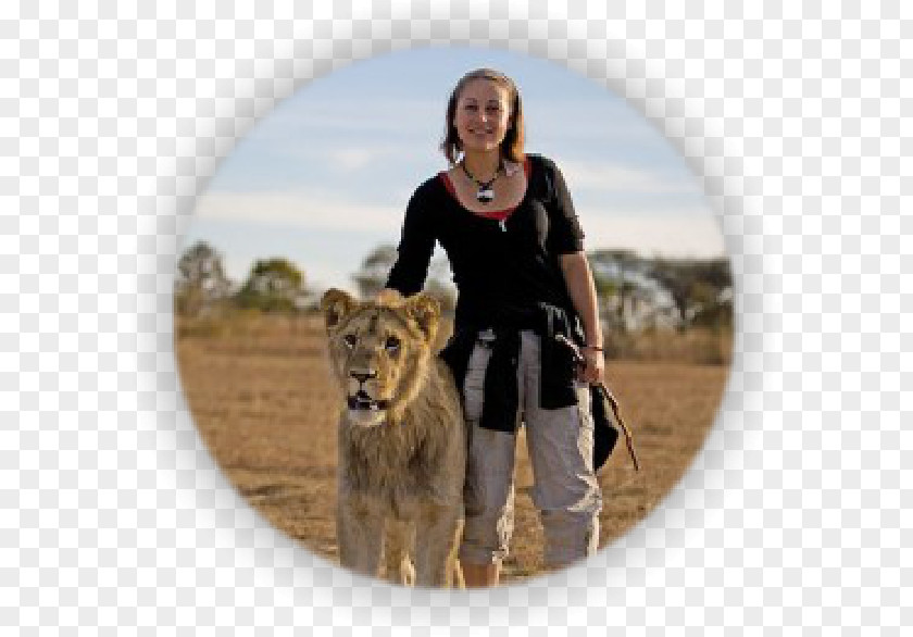 Lion Walks Victoria Falls Walk With Lions Livingstone Big Cat PNG