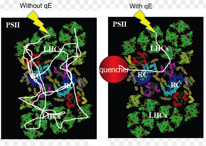 Photosynthetic Efficiency Non-photochemical Quenching Chlamydomonas Reinhardtii Photosystem II Chlorophyll Fluorescence PNG