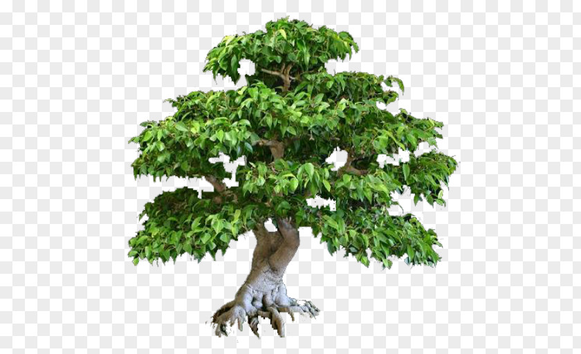 Bonsai Tree Taman PNG