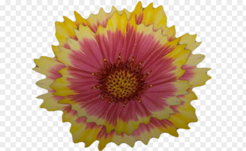 Chrysanthemum Transvaal Daisy Close-up PNG