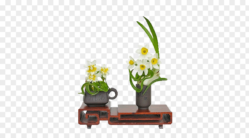 Daffodils Narcissus Bunch-flowered Daffodil China Image Sina Corp PNG