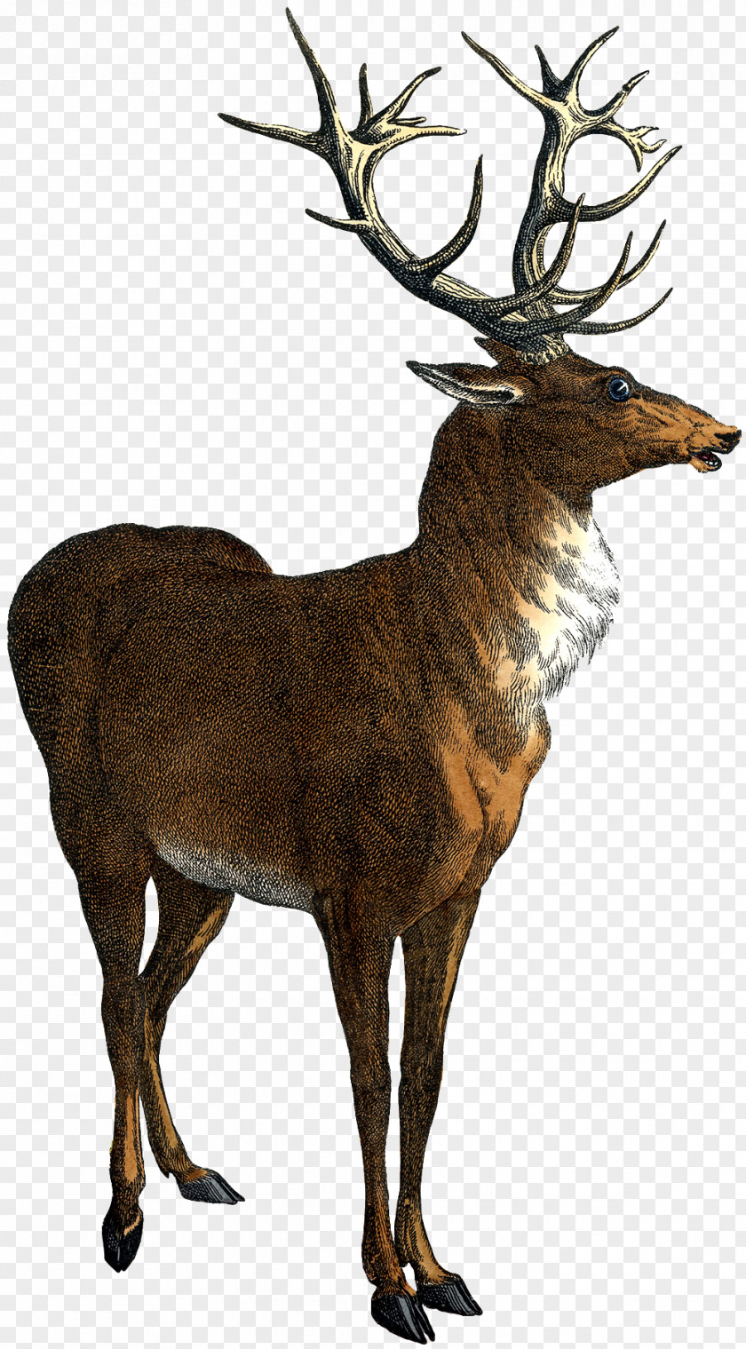 Deer Red Elk Clip Art PNG