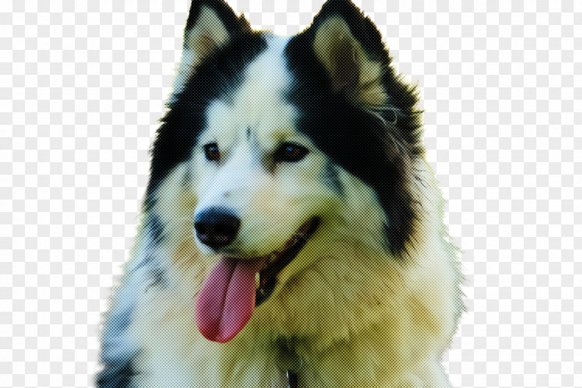 Dog Siberian Husky Alaskan Malamute Sakhalin Sled PNG