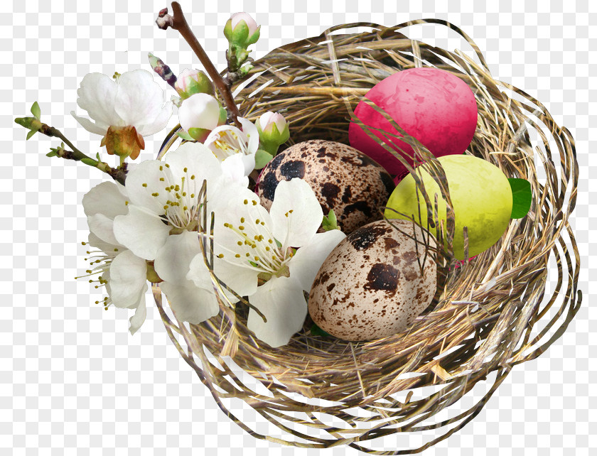 Easter Basket Egg Bird PNG