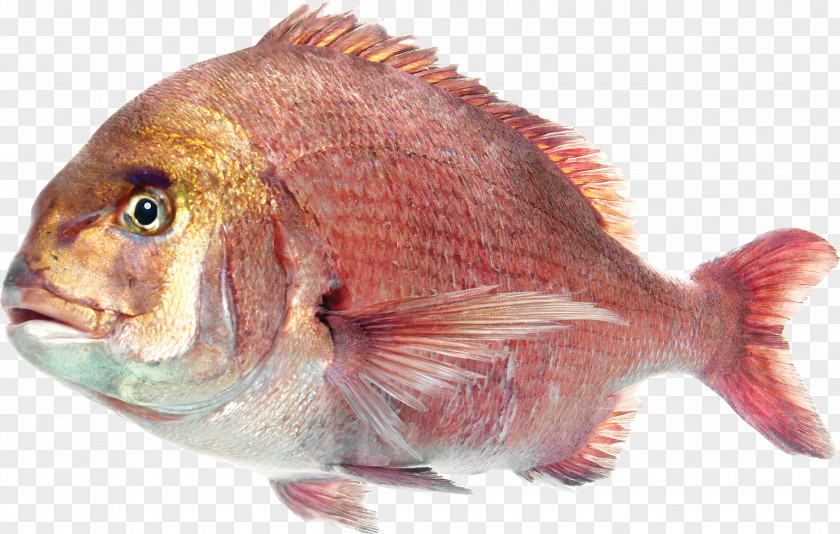 Fish Deep Sea Saltwater Clip Art PNG