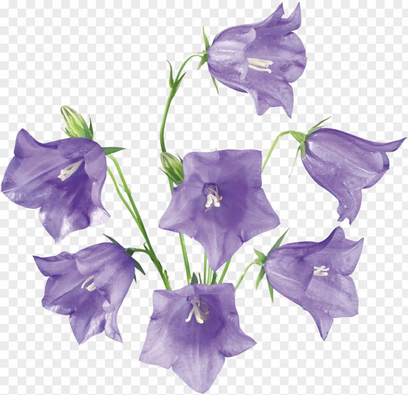 Flower Bellflowers Clip Art Drawing PNG