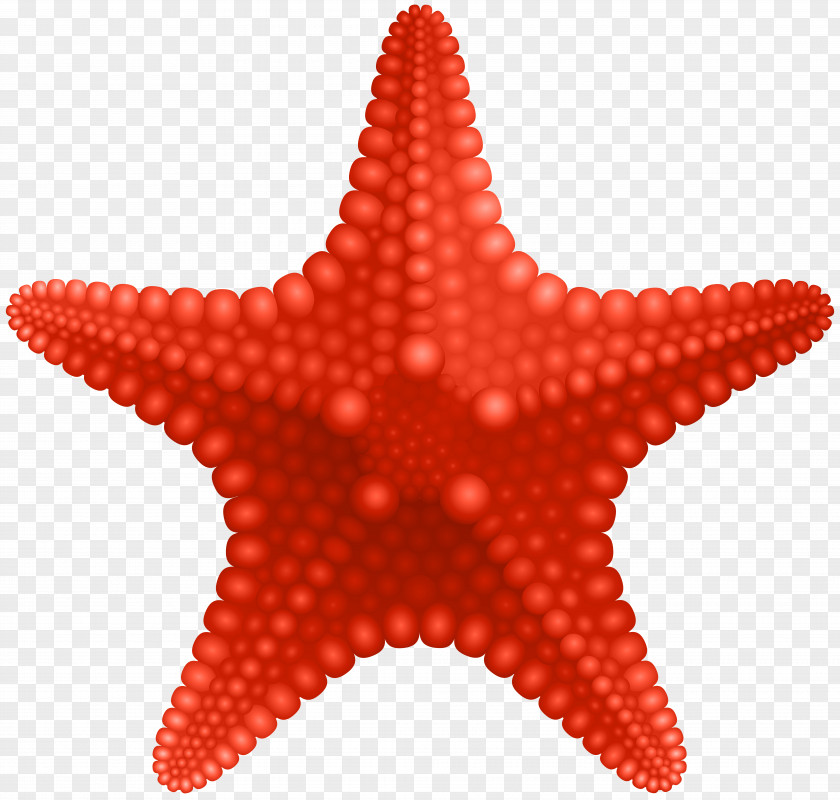 Starfish Clip Art Image Illustration PNG