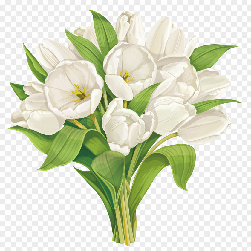 Tulip Indira Gandhi Memorial Garden Stock Photography Flower PNG