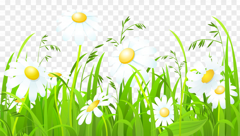 White Flowers And Grass Transparent Clip Art Image PNG