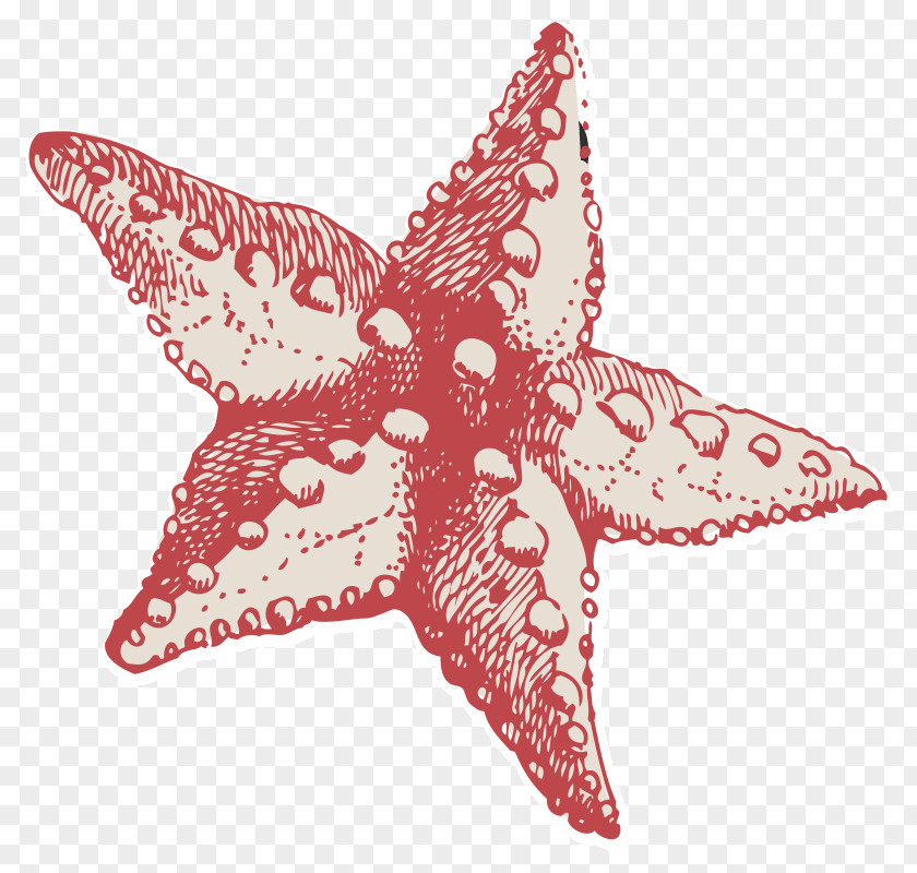 Appointment Graphic Clinic Coast Community Health Center Starfish PNG