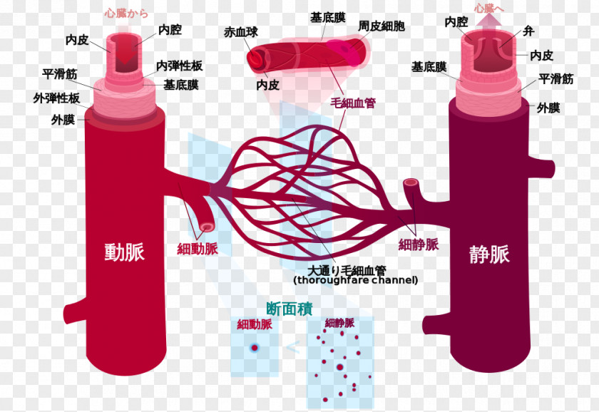 Blood Vessel Circulatory System Human Body Anatomy PNG