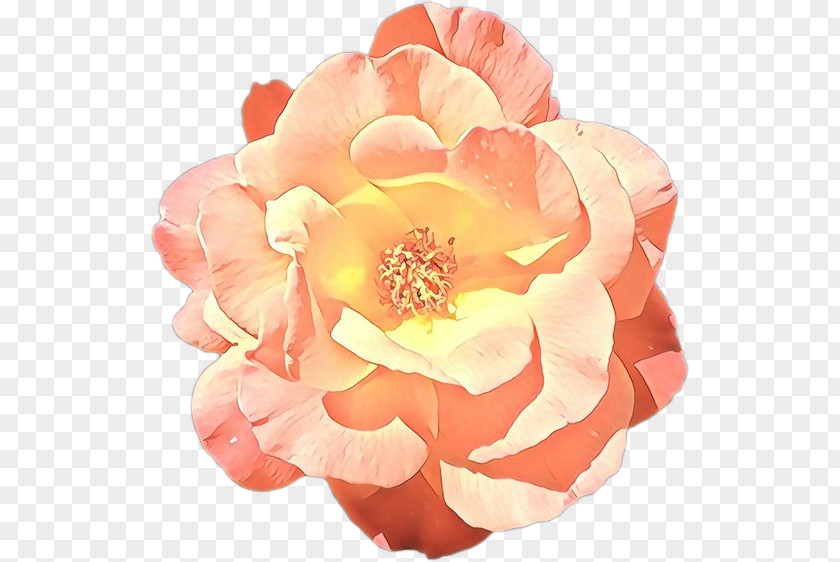 Floribunda Plant Garden Roses PNG