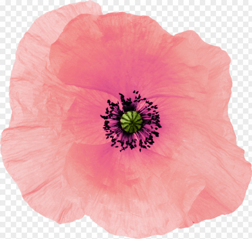 Flower Poppy Pink Drawing PNG