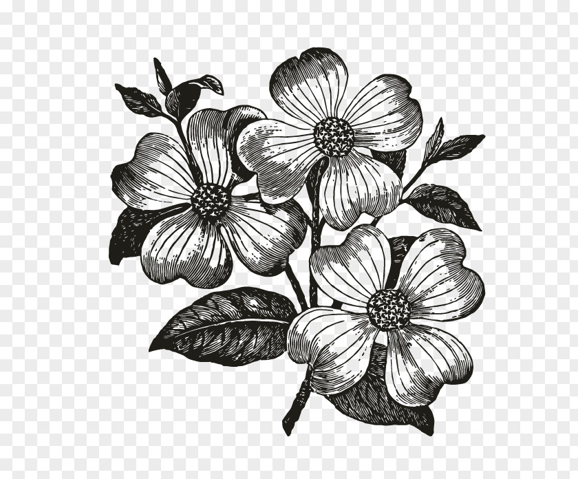 Flowering Dogwood Drawing Clip Art PNG