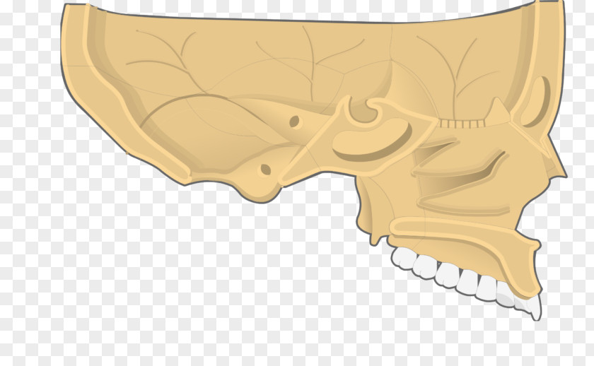 Nose Bone Inferior Nasal Concha Cavity PNG