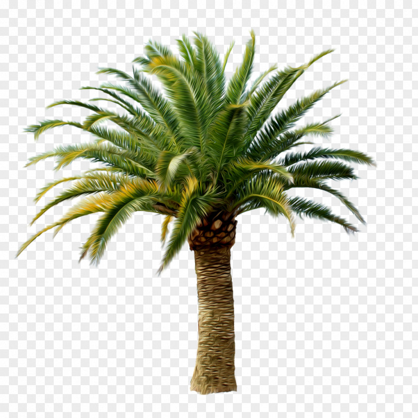 Palm Tree Arecaceae Clip Art PNG