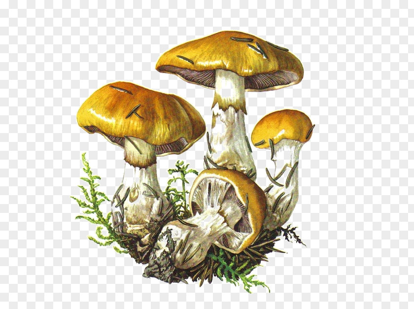 Red Mushroom Botanical Illustration Edible Botany Drawing PNG