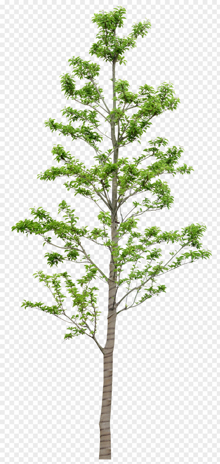 Tree Leaf Plant Clip Art PNG