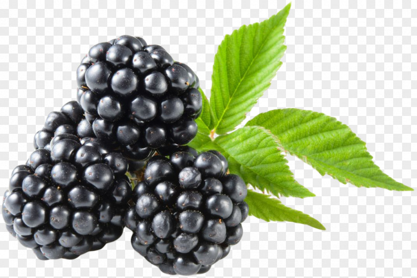Blackberry Seedless Fruit Berries Low-carbohydrate Diet PNG