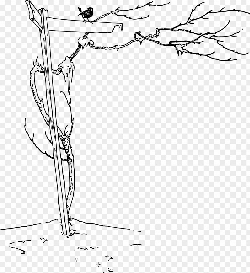 Dead Tree Drawing Line Art Clip PNG