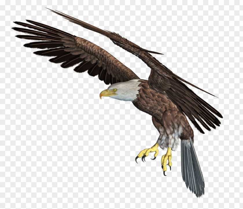 Eagle Bald African Fish Clip Art PNG