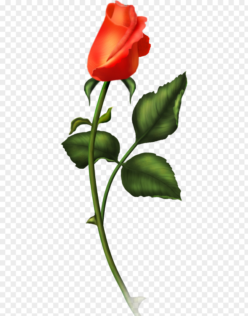 Flower Garden Roses Rose PNG