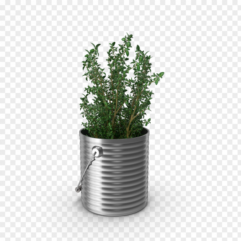 Kolwash ProductThyme Thyme Plant Herb Gardening Marshall Grain Company Lavado De Alfombras Y Tapetes PNG