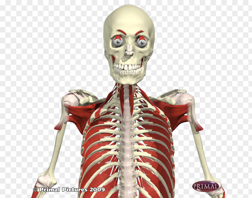 Upper Body Primal Pictures Anatomy Library Muscle Bone PNG