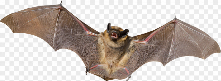 Bat Animal Bird Flight Mammal PNG