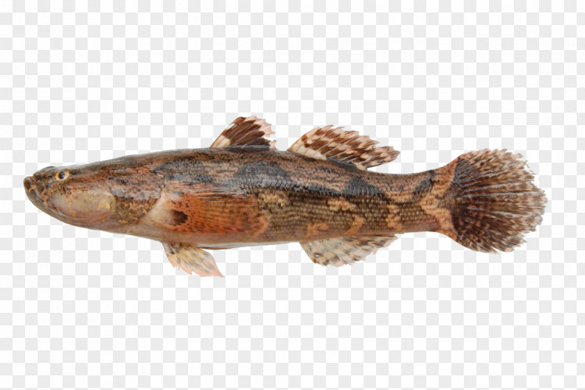 Fish Marble Goby Freshwater Snakehead Murrel PNG