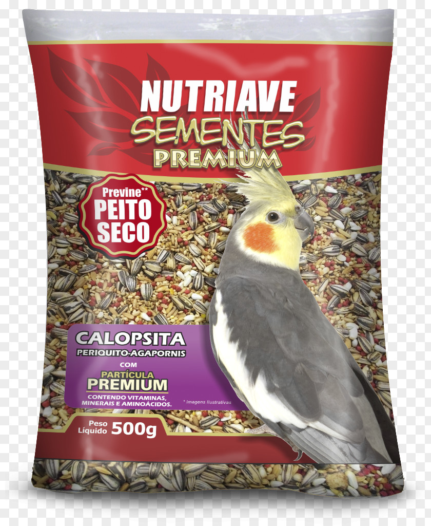 Bird Atlantic Canary Passerine Food Society Finch Pet PNG