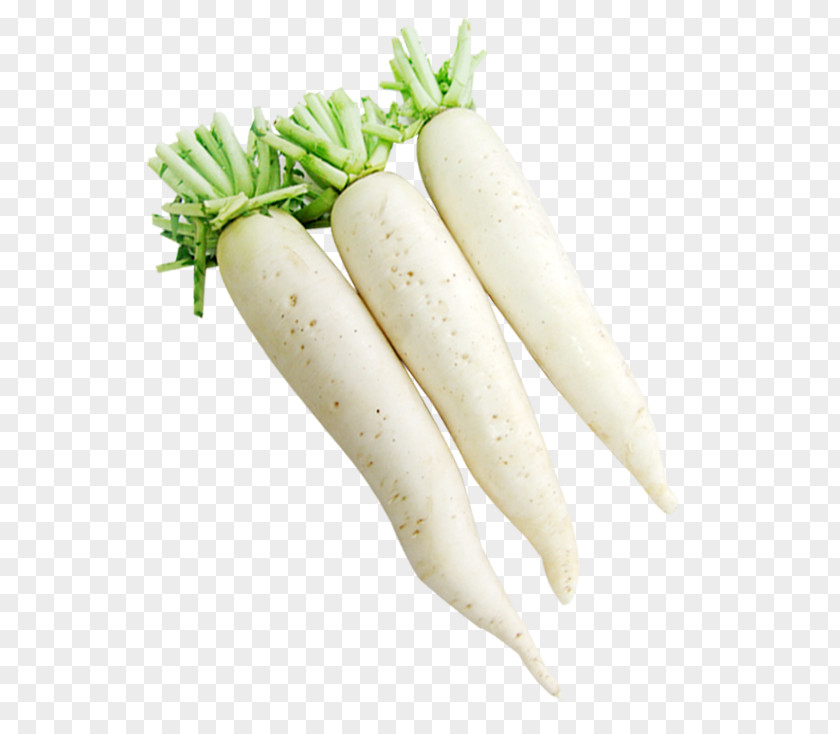 Carrot Radish Daikon Vegetable Garden Image PNG